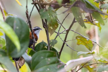 Sabah, Malezya 'da çekilmiş Sunda Scimitar-gevezesinin doğa görüntüsü