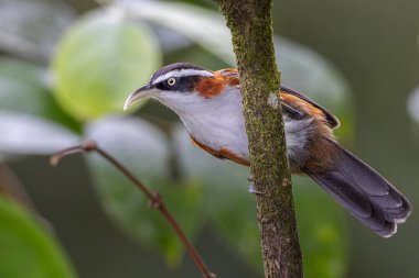 Sabah, Malezya 'da çekilmiş Sunda Scimitar-gevezesinin doğa görüntüsü