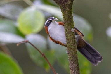 Sabah, Malezya 'da çekilmiş Sunda Scimitar-gevezesinin doğa görüntüsü