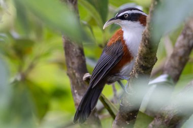 Sabah, Malezya 'da çekilmiş Sunda Scimitar-gevezesinin doğa görüntüsü