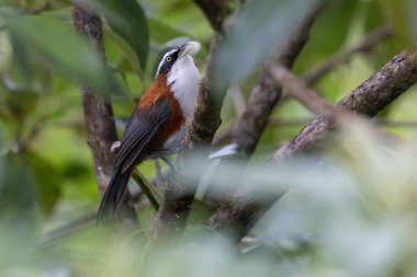 Sabah, Malezya 'da çekilmiş Sunda Scimitar-gevezesinin doğa görüntüsü
