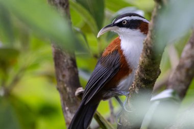 Sabah, Malezya 'da çekilmiş Sunda Scimitar-gevezesinin doğa görüntüsü