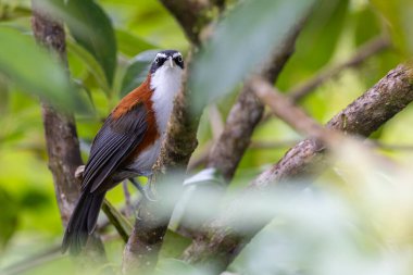 Sabah, Malezya 'da çekilmiş Sunda Scimitar-gevezesinin doğa görüntüsü