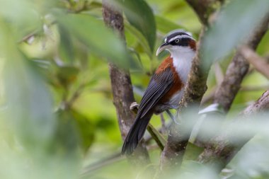 Sabah, Malezya 'da çekilmiş Sunda Scimitar-gevezesinin doğa görüntüsü