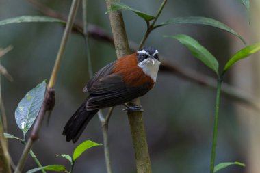 Sabah, Malezya 'da çekilmiş Sunda Scimitar-gevezesinin doğa görüntüsü