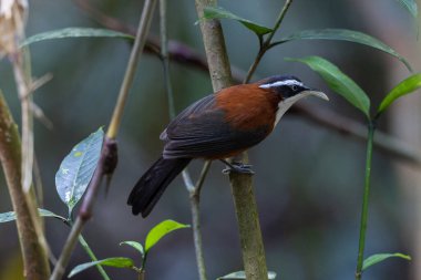 Sabah, Malezya 'da çekilmiş Sunda Scimitar-gevezesinin doğa görüntüsü