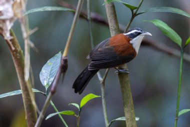 Sabah, Malezya 'da çekilmiş Sunda Scimitar-gevezesinin doğa görüntüsü
