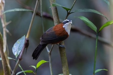 Sabah, Malezya 'da çekilmiş Sunda Scimitar-gevezesinin doğa görüntüsü