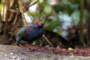 ibikli keklik (Rollulus rouloul) aynı zamanda orman derin ormanlarında ibikli ahşap keklik, roul-roul, kırmızı taçlı orman kekliği olarak da bilinir..