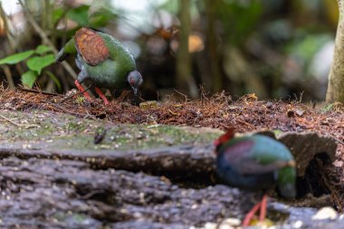 ibikli keklik (Rollulus rouloul) aynı zamanda orman derin ormanlarında ibikli ahşap keklik, roul-roul, kırmızı taçlı orman kekliği olarak da bilinir..