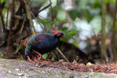 ibikli keklik (Rollulus rouloul) aynı zamanda orman derin ormanlarında ibikli ahşap keklik, roul-roul, kırmızı taçlı orman kekliği olarak da bilinir..