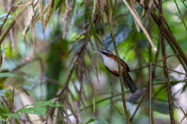 Sabah, Malezya 'da çekilmiş Sunda Scimitar-gevezesinin doğa görüntüsü