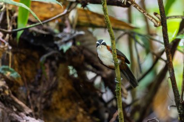Sabah, Malezya 'da çekilmiş Sunda Scimitar-gevezesinin doğa görüntüsü
