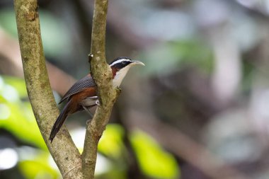 Sabah, Malezya 'da çekilmiş Sunda Scimitar-gevezesinin doğa görüntüsü