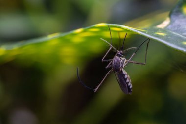 Marco 'nun yeşil yapraklarda asılı sivrisinek görüntüsü