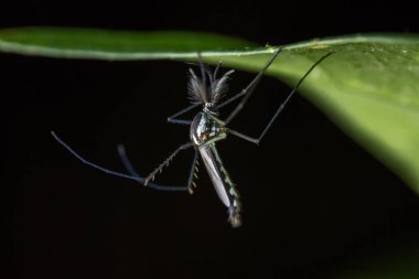 Marco 'nun yeşil yapraklarda asılı sivrisinek görüntüsü