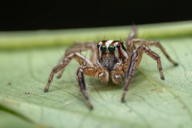 Ormanın derinliklerinde zıplayan güzel örümceğin makro çekimi.