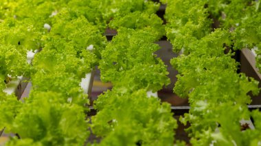 Canlı yeşil marul sıraları, sürdürülebilir tarımın sergilendiği modern bir hidroponik çiftlikte gelişir.