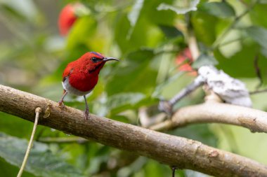 Montan Ormanı Sabah, Borneo 'da Güzel Temminck' in Sunbird 'ü (Aethopyga temminckii)