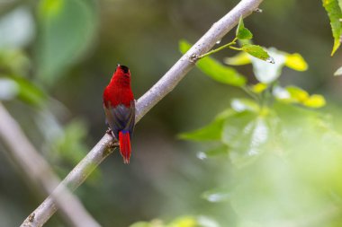 Montan Ormanı Sabah, Borneo 'da Güzel Temminck' in Sunbird 'ü (Aethopyga temminckii)