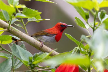 Montan Ormanı Sabah, Borneo 'da Güzel Temminck' in Sunbird 'ü (Aethopyga temminckii)