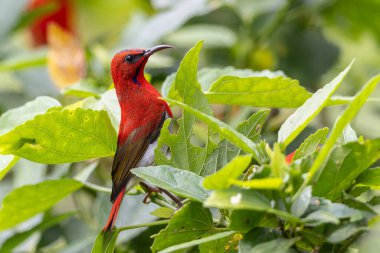 Montan Ormanı Sabah, Borneo 'da Güzel Temminck' in Sunbird 'ü (Aethopyga temminckii)