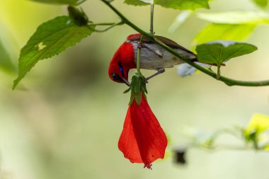 Montan Ormanı Sabah, Borneo 'da Güzel Temminck' in Sunbird 'ü (Aethopyga temminckii)