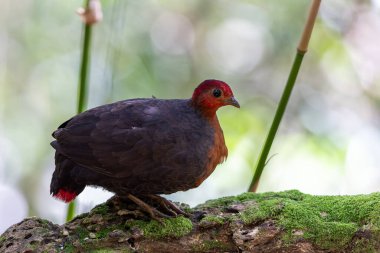 Kızıl başlı kekliğin, ormanın derinliklerindeki vahşi yaşam görüntüsü Borneo adasına özgüdür.