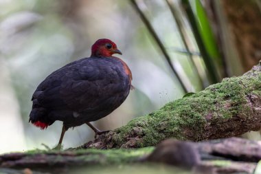 Kızıl başlı kekliğin, ormanın derinliklerindeki vahşi yaşam görüntüsü Borneo adasına özgüdür.