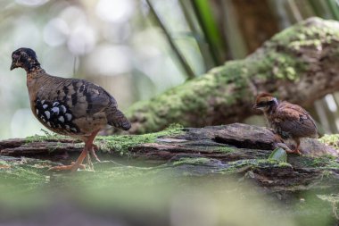 Nature wildlife of bird red-breasted partridge also known as the Bornean hill-partridge It is endemic to hill and montane forest in Borneo