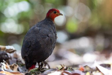 Kızıl başlı kekliğin, ormanın derinliklerindeki vahşi yaşam görüntüsü Borneo adasına özgüdür.