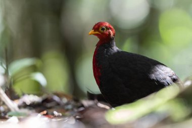Kızıl başlı kekliğin, ormanın derinliklerindeki vahşi yaşam görüntüsü Borneo adasına özgüdür.