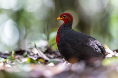 Kızıl başlı kekliğin, ormanın derinliklerindeki vahşi yaşam görüntüsü Borneo adasına özgüdür.