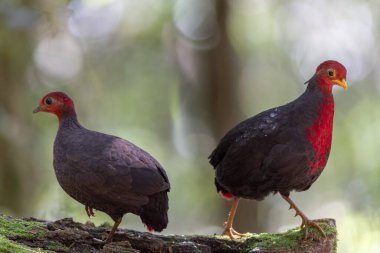 Kızıl başlı kekliğin, ormanın derinliklerindeki vahşi yaşam görüntüsü Borneo adasına özgüdür.