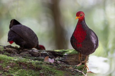 Kızıl başlı kekliğin, ormanın derinliklerindeki vahşi yaşam görüntüsü Borneo adasına özgüdür.