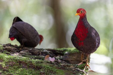 Kızıl başlı kekliğin, ormanın derinliklerindeki vahşi yaşam görüntüsü Borneo adasına özgüdür.