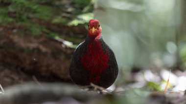 Kızıl başlı kekliğin, ormanın derinliklerindeki vahşi yaşam görüntüsü Borneo adasına özgüdür.