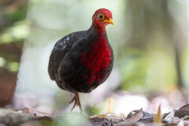 Kızıl başlı kekliğin, ormanın derinliklerindeki vahşi yaşam görüntüsü Borneo adasına özgüdür.