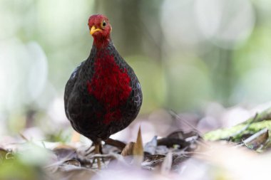 Kızıl başlı kekliğin, ormanın derinliklerindeki vahşi yaşam görüntüsü Borneo adasına özgüdür.