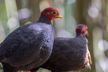 Kızıl başlı kekliğin, ormanın derinliklerindeki vahşi yaşam görüntüsü Borneo adasına özgüdür.