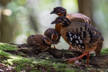 Nature wildlife of bird red-breasted partridge also known as the Bornean hill-partridge It is endemic to hill and montane forest in Borneo