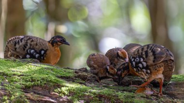 Nature wildlife of bird red-breasted partridge also known as the Bornean hill-partridge It is endemic to hill and montane forest in Borneo