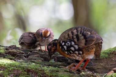 Nature wildlife of bird red-breasted partridge also known as the Bornean hill-partridge It is endemic to hill and montane forest in Borneo