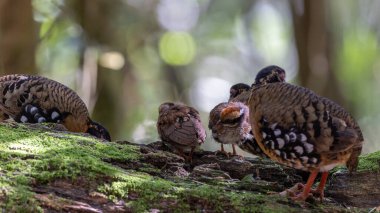 Nature wildlife of bird red-breasted partridge also known as the Bornean hill-partridge It is endemic to hill and montane forest in Borneo