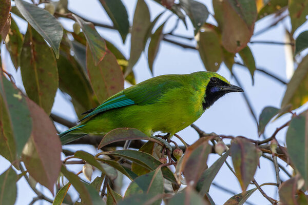 Bornean leafbird displaying its vibrant plumage while perched on a branch