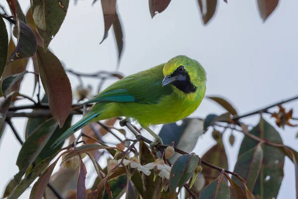 Bir dala tünemiş iken canlı tüylerini gösteren Bornean yaprakkuşu