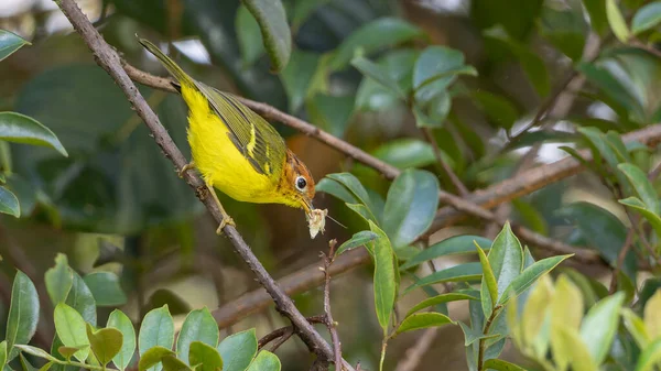 Sarı göğüslü ötleğen bir dala tünediği sırada canlı tüylerini gösteriyor