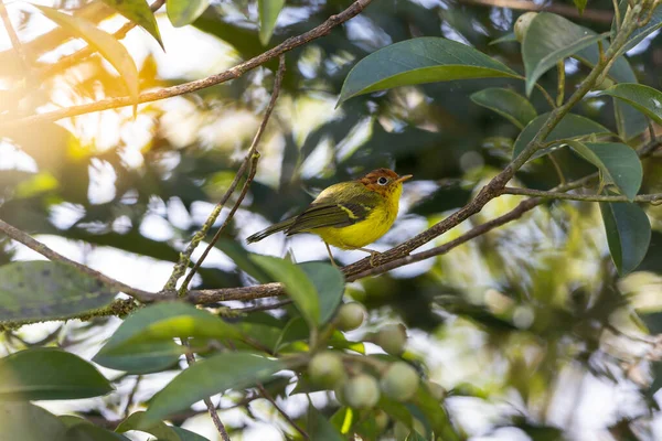 Sarı göğüslü ötleğen bir dala tünediği sırada canlı tüylerini gösteriyor