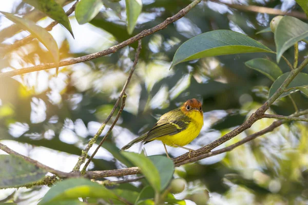 Sarı göğüslü ötleğen bir dala tünediği sırada canlı tüylerini gösteriyor