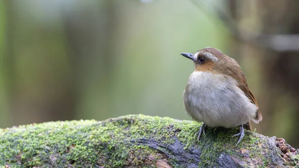 Kaşlı orman sinekkapanı dalda tünemiş tüylerini sergiliyor.